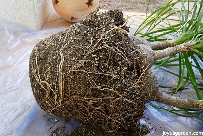 how to transplant a large ponytail palm