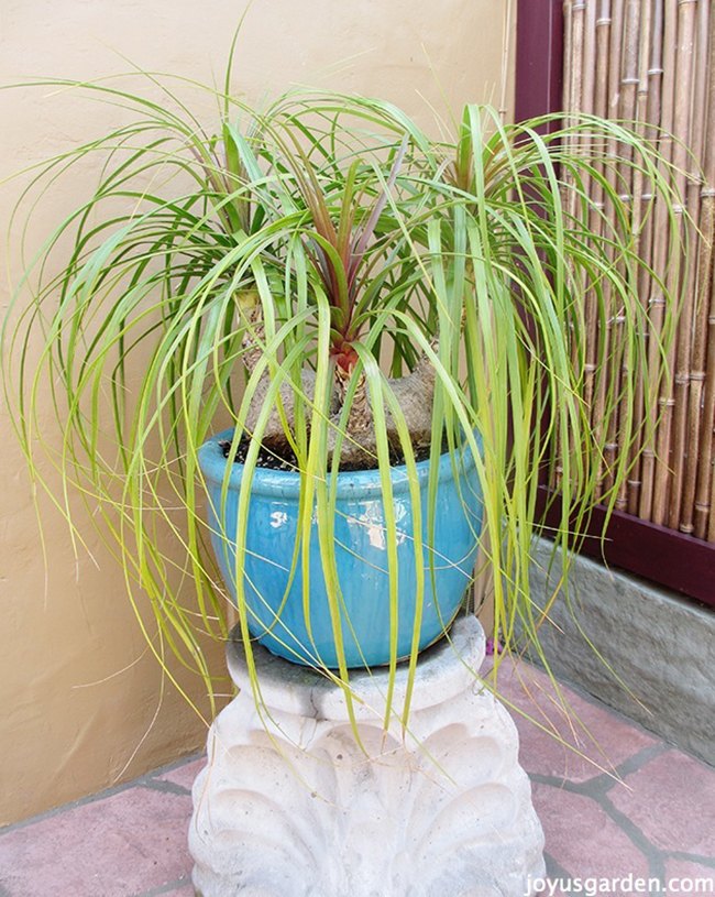 how to transplant a large ponytail palm