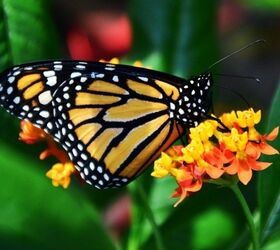 attracting monarch butterflies