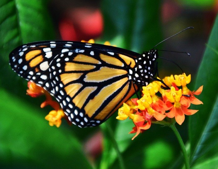 attracting monarch butterflies