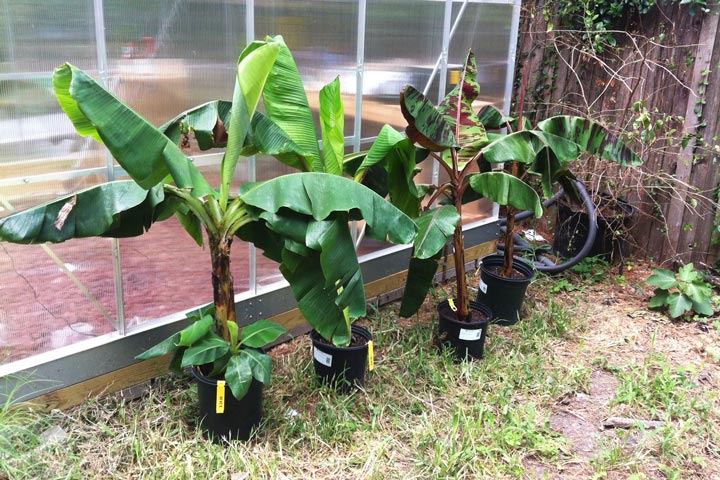 tip how to grow banana trees in pots