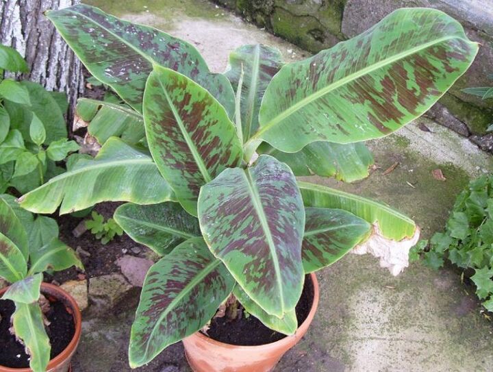 tip how to grow banana trees in pots