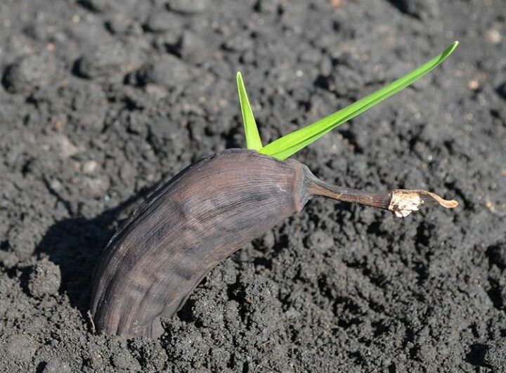 tip how to grow banana trees in pots