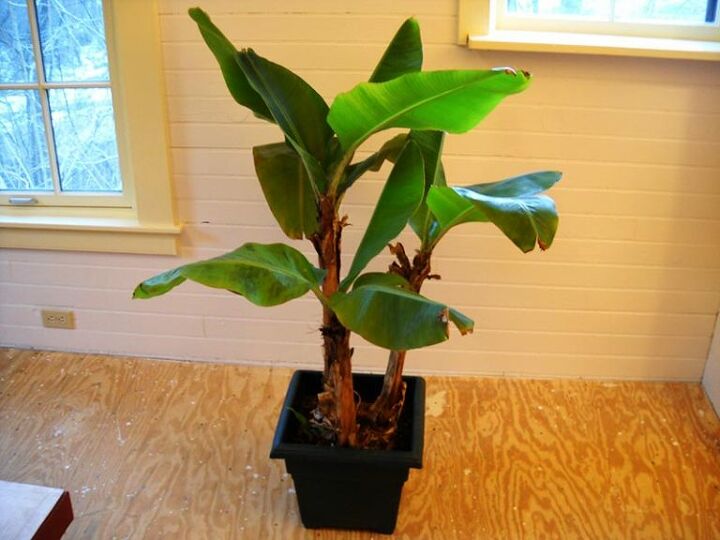 t how to grow banana trees in pots