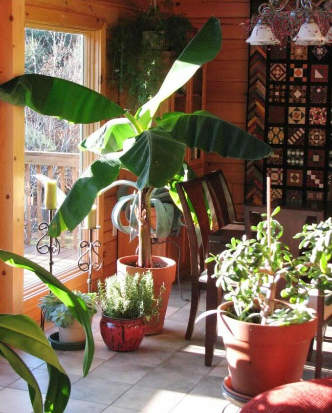 tip how to grow banana trees in pots