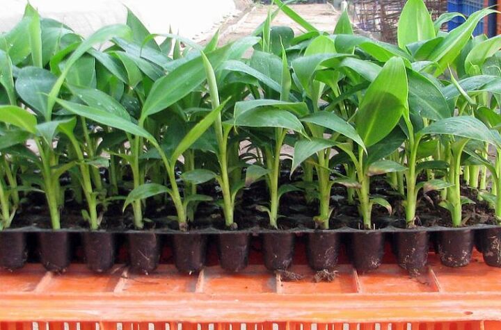 t how to grow banana trees in pots