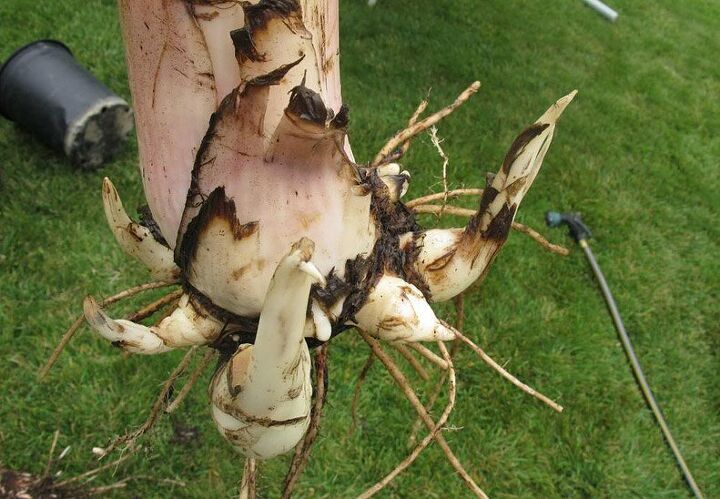 tip how to grow banana trees in pots