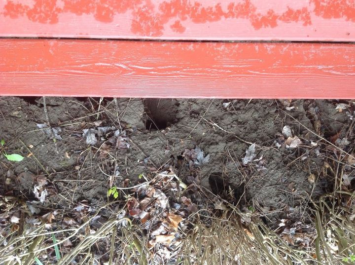 How do I get rid of the animals digging these holes?