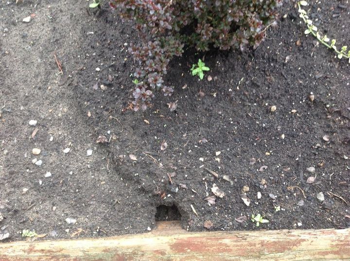 q how do i get rid of the animals digging these holes