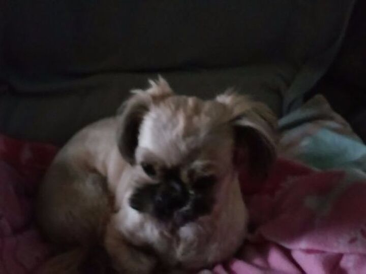 q do it yourself weed killer with pets i have a 10 lb shih tzu