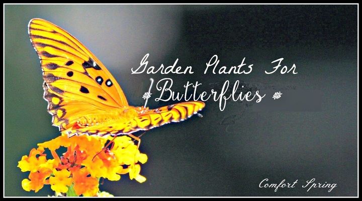 5 pasos para un jardin de mariposas