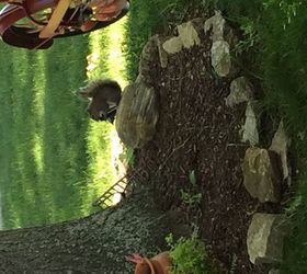 Is there anyway to keep squirrels from chewing on plastic solar lights