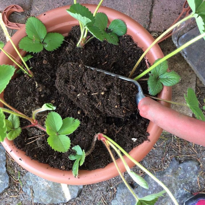 new take on a strawberry planter