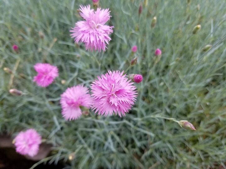 q can anyone identify these flowers