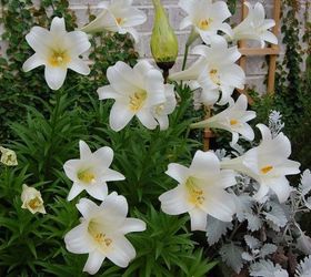 El lirio de Pascua - Gran como un regalo y para plantar para las flores cada año