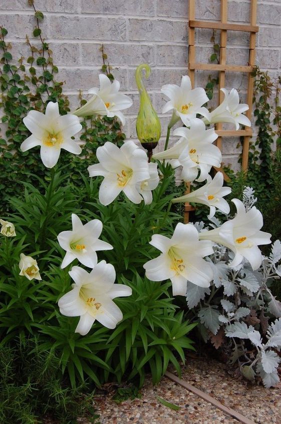 the easter lily great as a gift and to plant for blooms every year