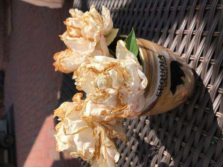 q what can be wrong with peonies flower edges turning brown