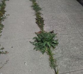 how can i stop sidewalk weeds