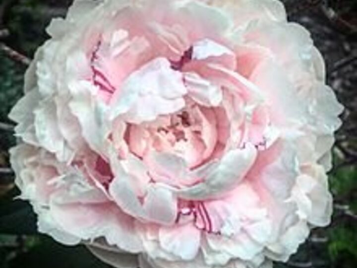 q will peonies grew in phoenix