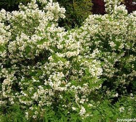 how to successfully plant shrubs in the garden