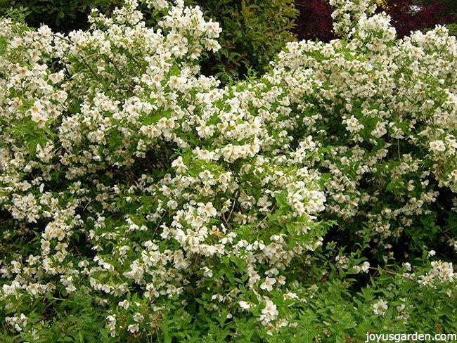 how to successfully plant shrubs in the garden