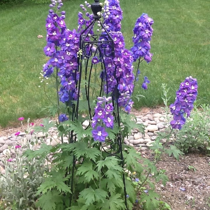 q why would my delphiniums disappear after blooming 2 years