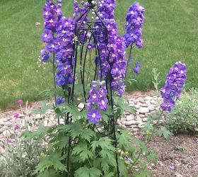 why would my delphiniums disappear after blooming 2 years