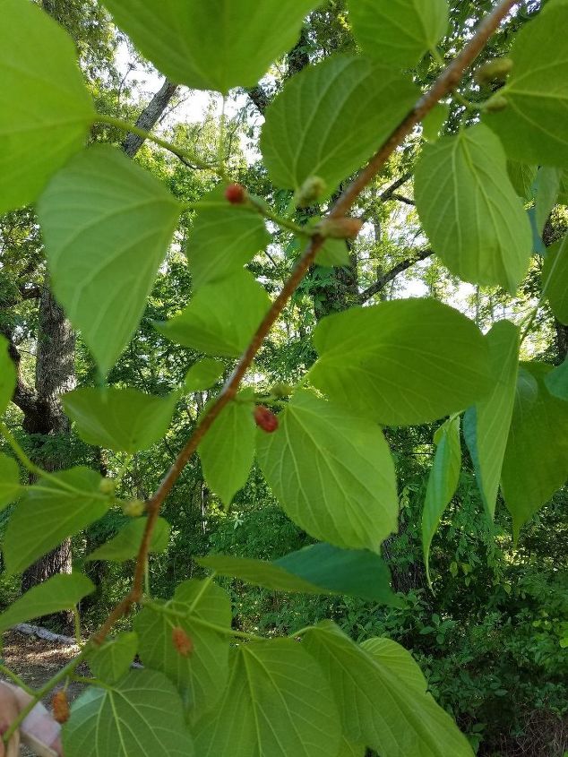 q can someone please tell me the name of this tree