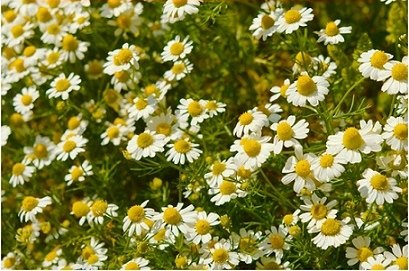 how to grow and harvest chamomile