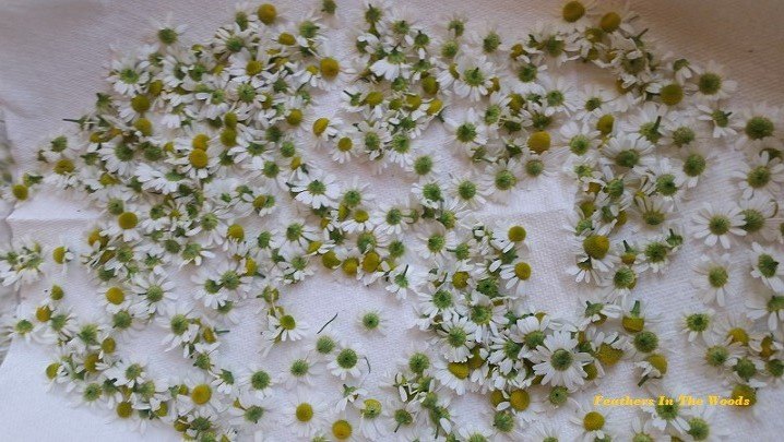 how to grow and harvest chamomile