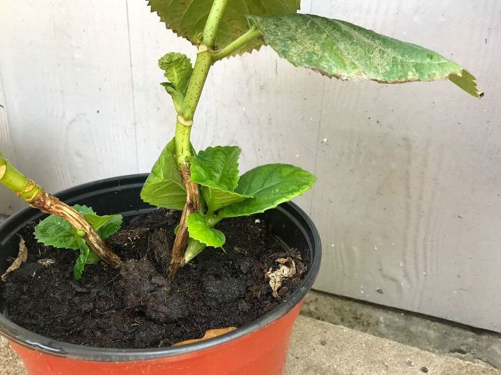 q should these hydrangea leaves be removed