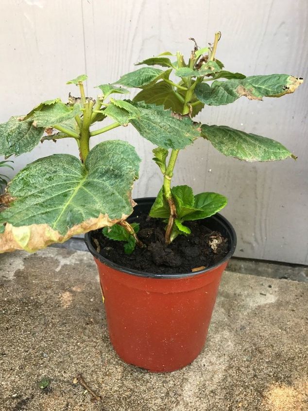 q should these hydrangea leaves be removed