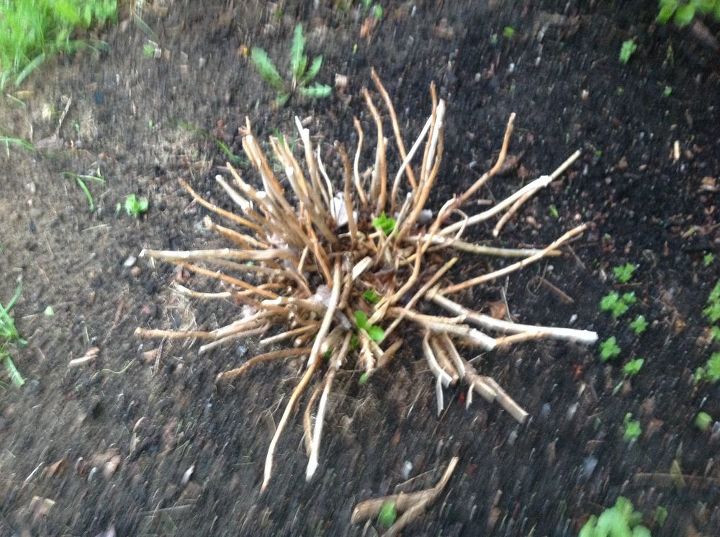 q my hydrangeas do not bloom help