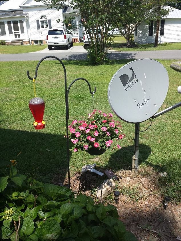 when to divide petunias