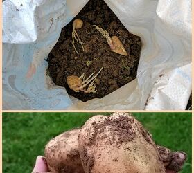 the easiest way to grow potatoes