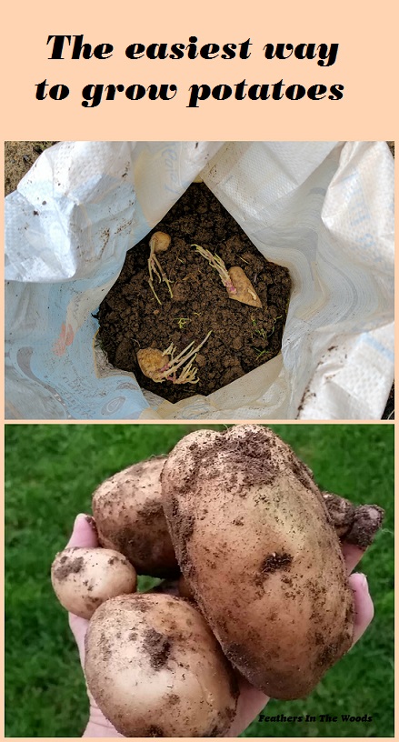 the easiest way to grow potatoes