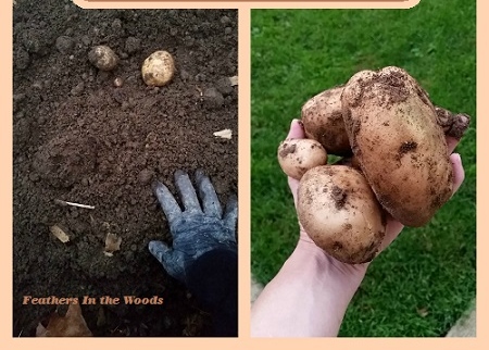 la forma ms fcil de cultivar patatas