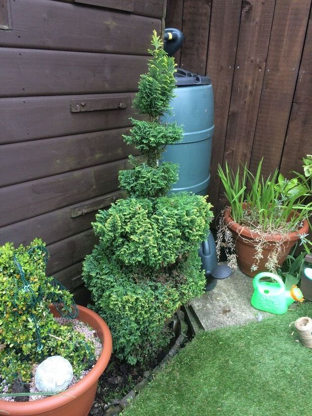 t spiral tree