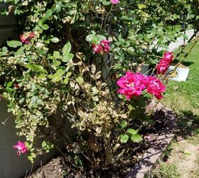 What is wrong with my knock out roses? All 4 bushes have brown leaves