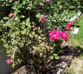 what is wrong with my knock out roses all 4 bushes have brown leaves