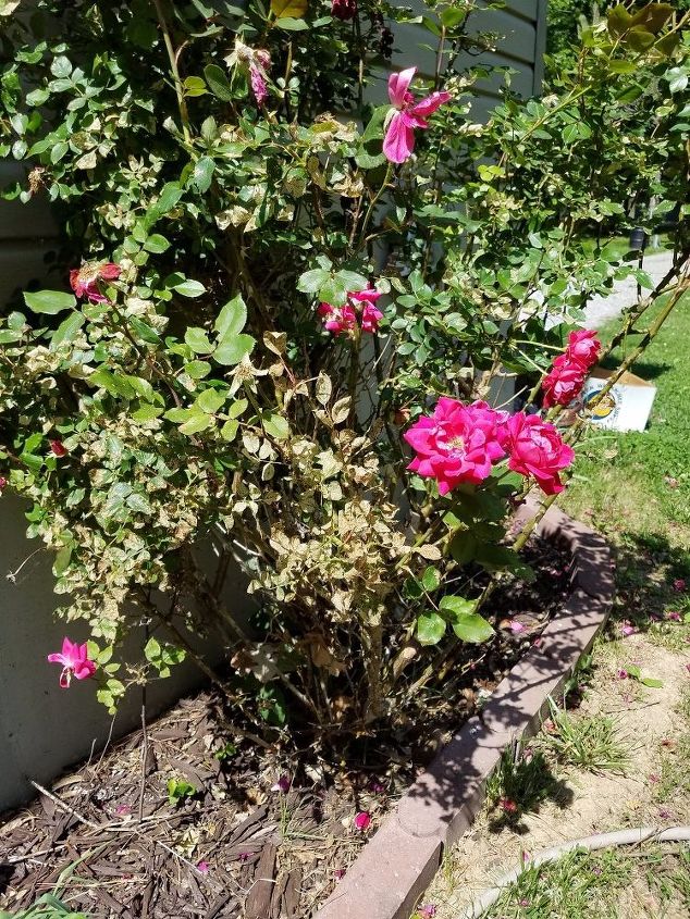 what is wrong with my knock out roses all 4 bushes have brown leaves