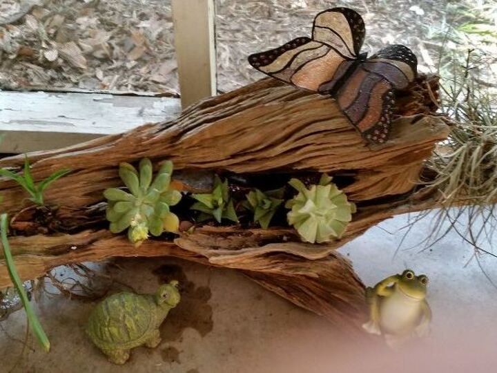 q succulents once again