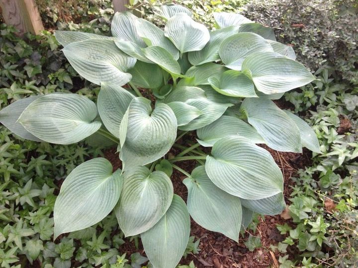 how to grow hostas gardening tips
