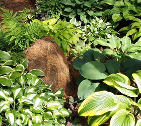 how to grow hostas gardening tips