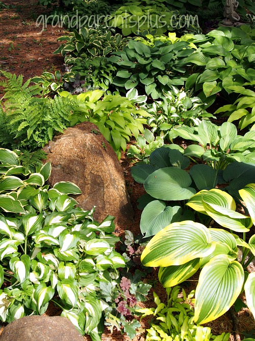 how to grow hostas gardening tips