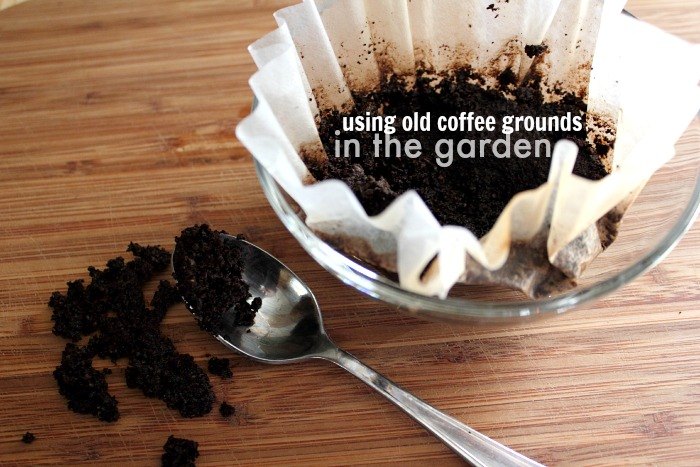 how to grow hostas gardening tips