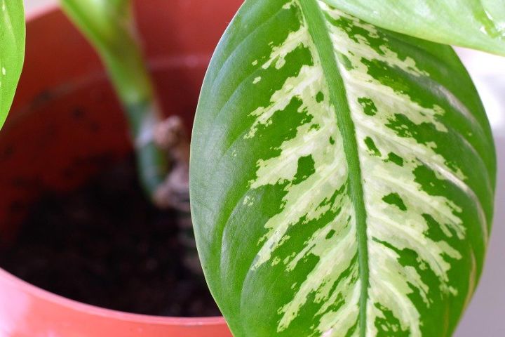 how to grow hostas gardening tips