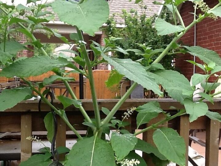 q is there a site for identifying surprise plants growing in garden
