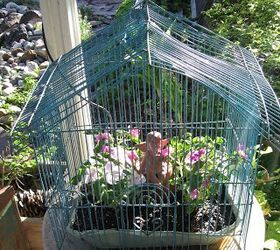 bird cages blooms and kisses