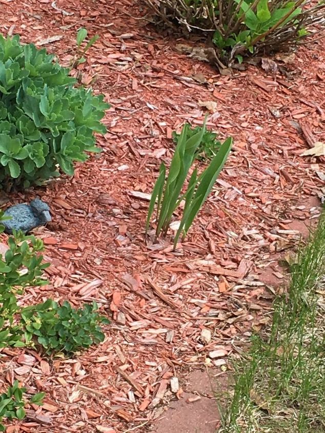 q why aren t my tulips blooming